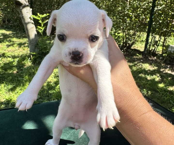 Čivava štene prelepa Civava Chihuahua apple head