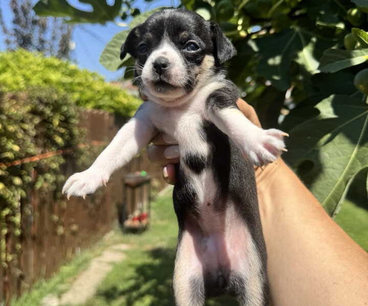 Čivava štene prelepa Civava Chihuahua apple head