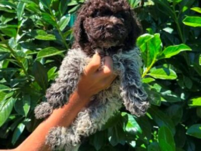 Lagotto Romagnolo štenci