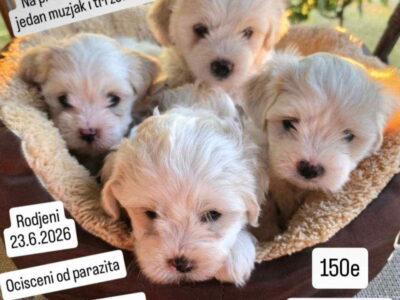 Na prodaju maltezeri Jedan mužjak i tri ženkice
