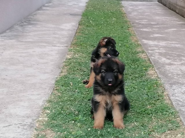 Nemački ovčar, ženski štenci