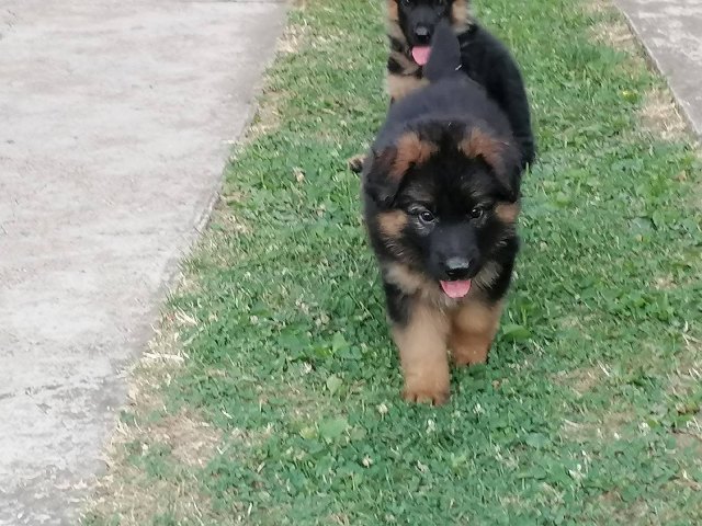 Nemački ovčar, ženski štenci