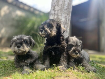 Patuljasti Šnaucer Miniature Schnauzer