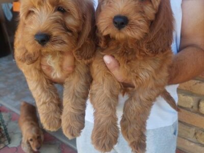 Cockapoo štenci