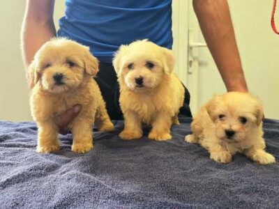 Prelepi Maltipoo štenci
