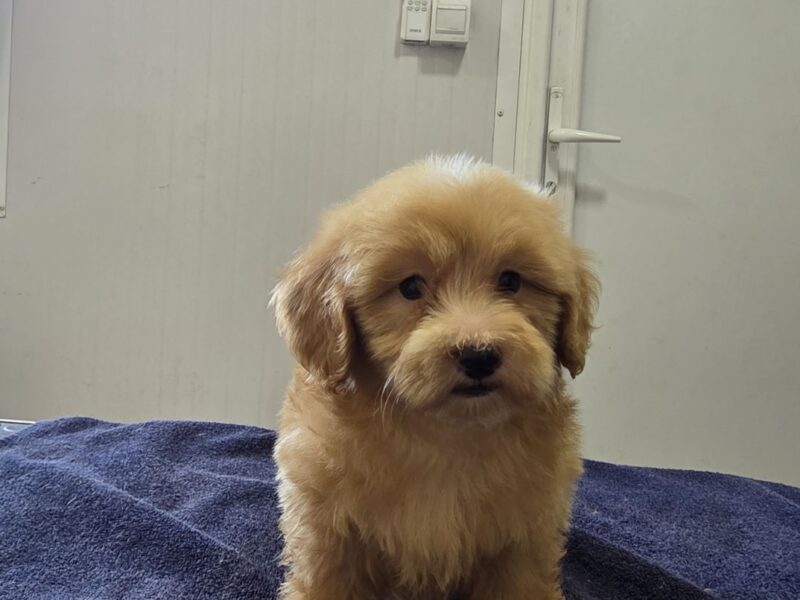 Prelepi Maltipoo štenci