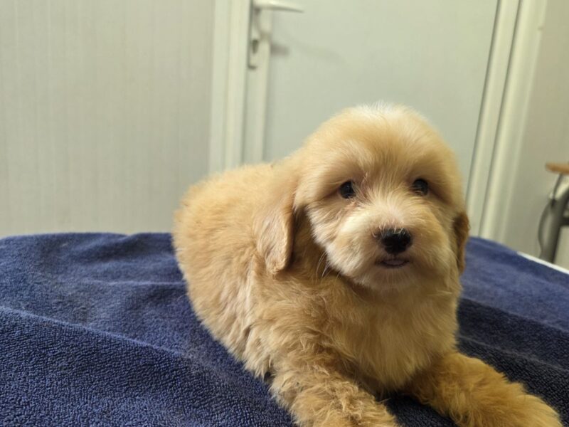Prelepi Maltipoo štenci