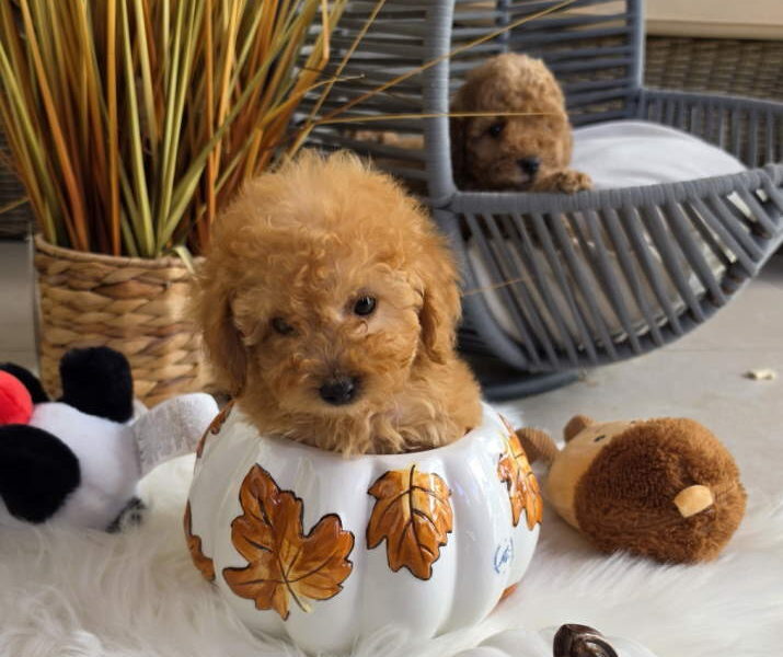 Nove bebice toy I mini pudle