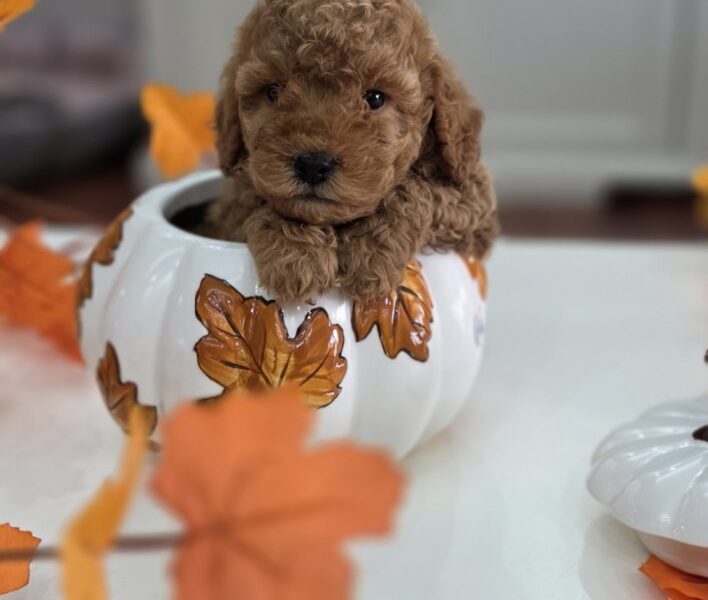 Nove bebice toy I mini pudle