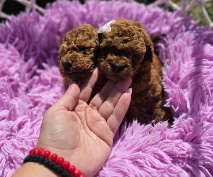 Nove bebice toy I mini pudle
