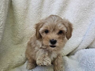 Maltipoo stenci spremni su za preuzimanje